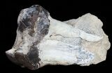 Fossil Brontotherium (Titanothere) Molar - South Dakota #50799-2